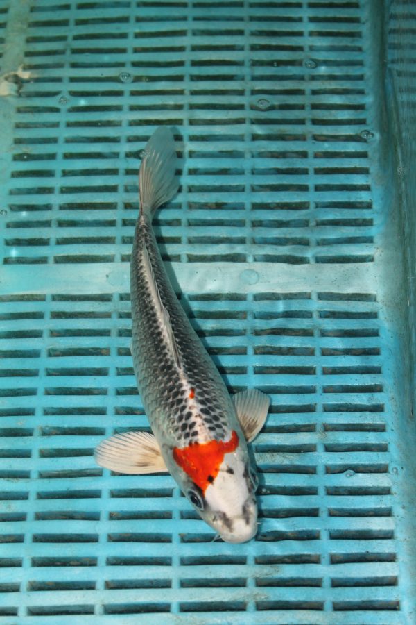 Kujaku