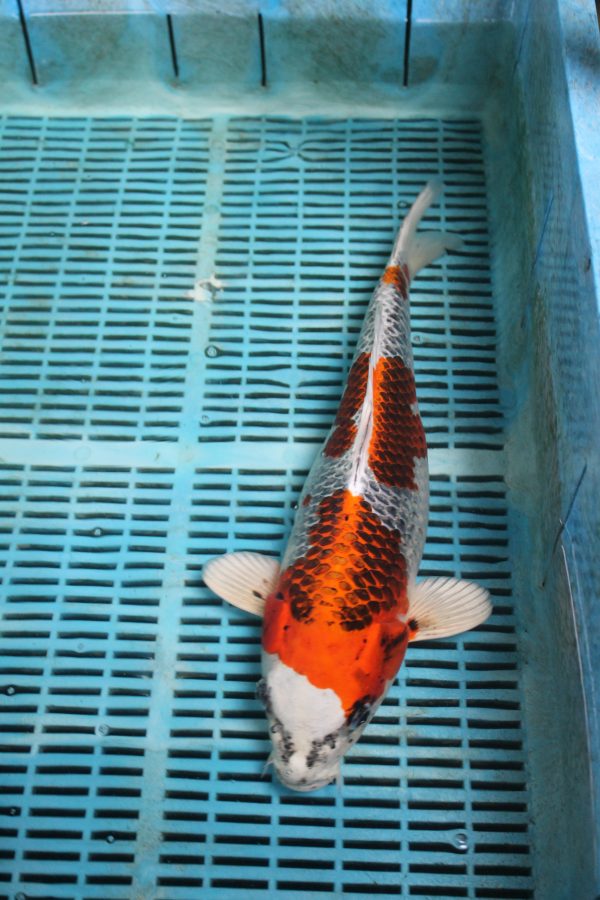 Kujaku