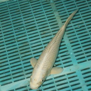 Platinum Ogon