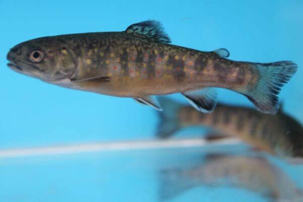 Brook Trout