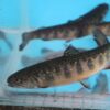 Brook Trout