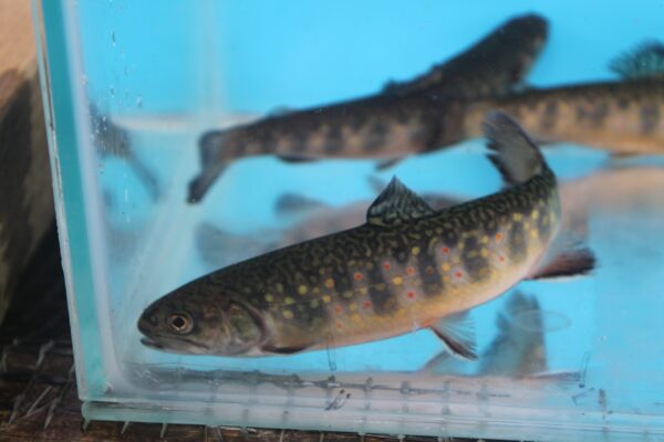 Brook Trout