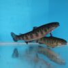 Brook Trout