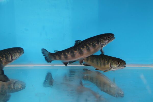Brook Trout