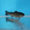 Brook Trout