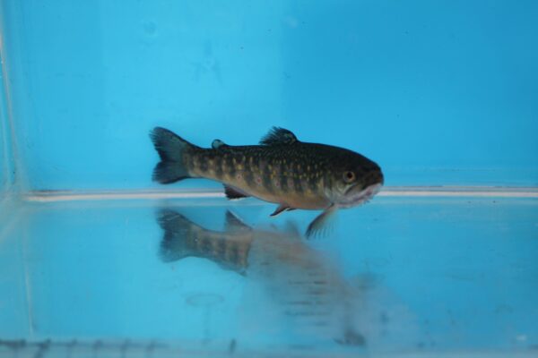 Brook Trout