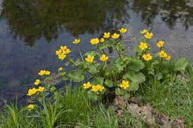 Marsh Marigold