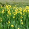 Yellow Flag Iris