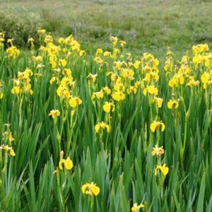 Yellow Flag Iris