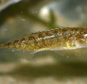 Nine Spined Stickleback