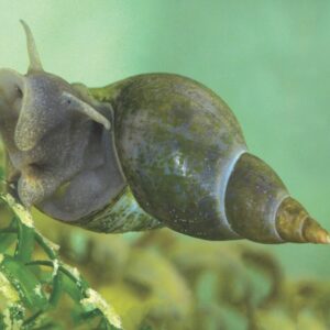 Great Pond Snail