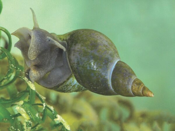 Great Pond Snail