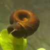 Ramshorn Snail