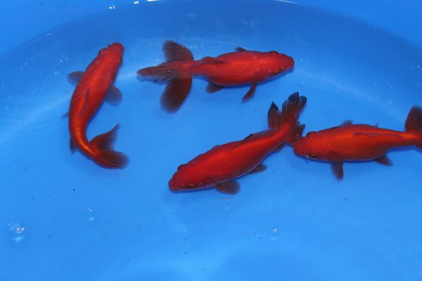 Red Wakin