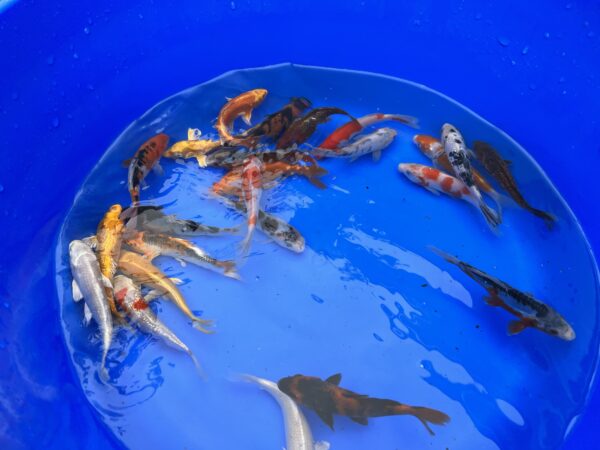 Israeli Koi - Cyprinus carpio