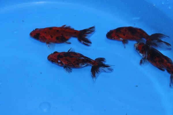 Tiger Wakin Goldfish - Image 3