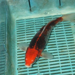 Goshiki