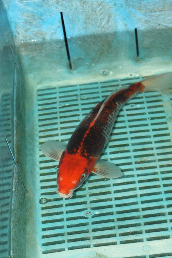 Goshiki