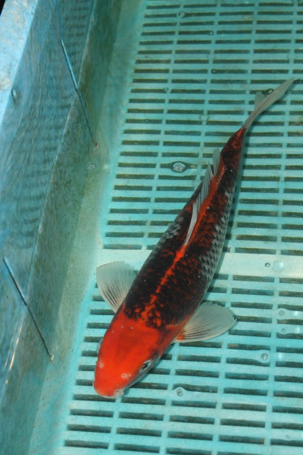 Goshiki