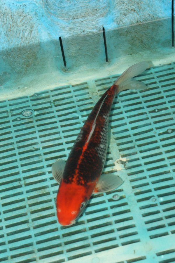 Goshiki