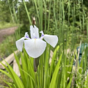 White Iris