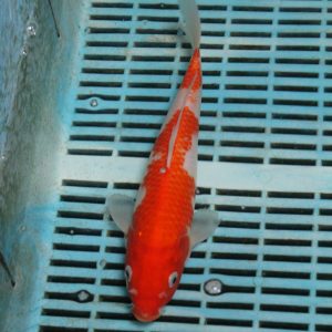 Kohaku