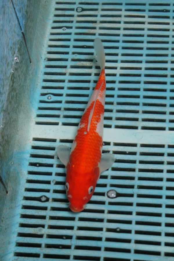Kohaku