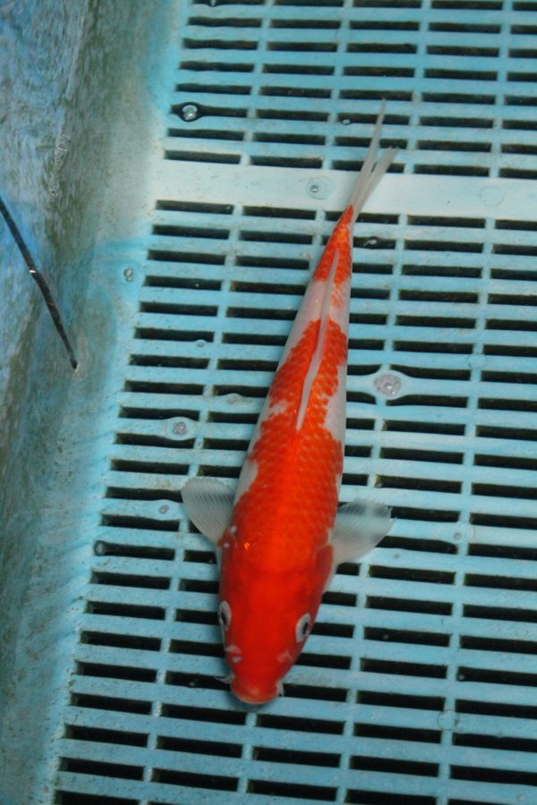 Kohaku