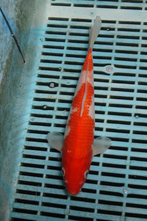 Kohaku