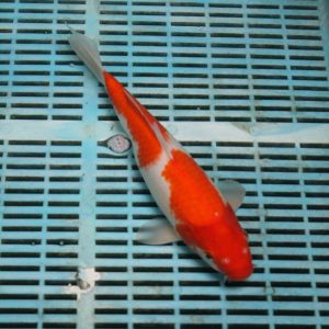 Kohaku