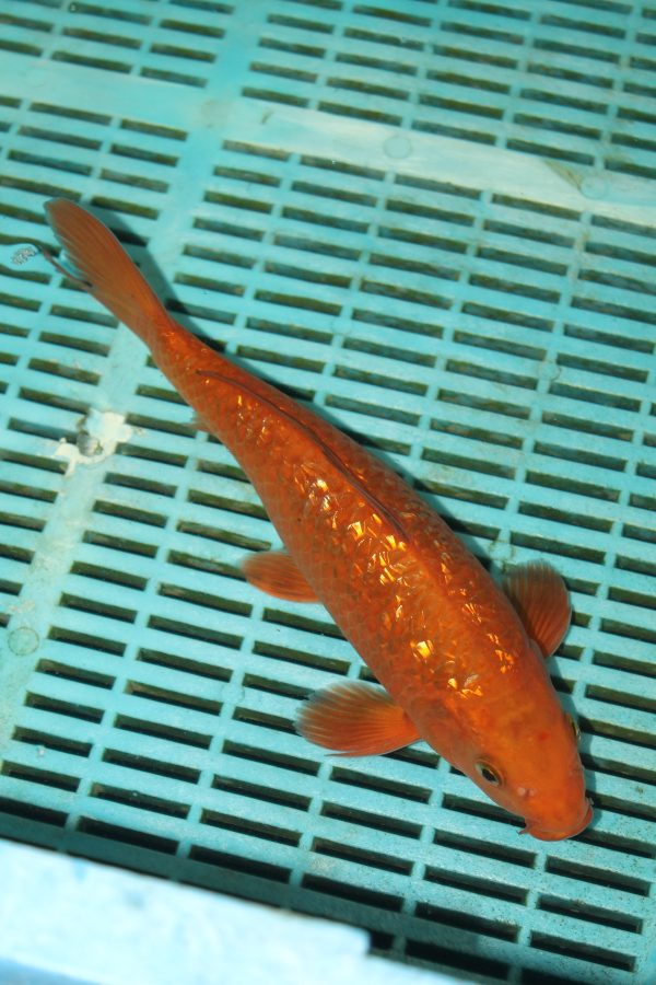 Gin Rin Chagoi