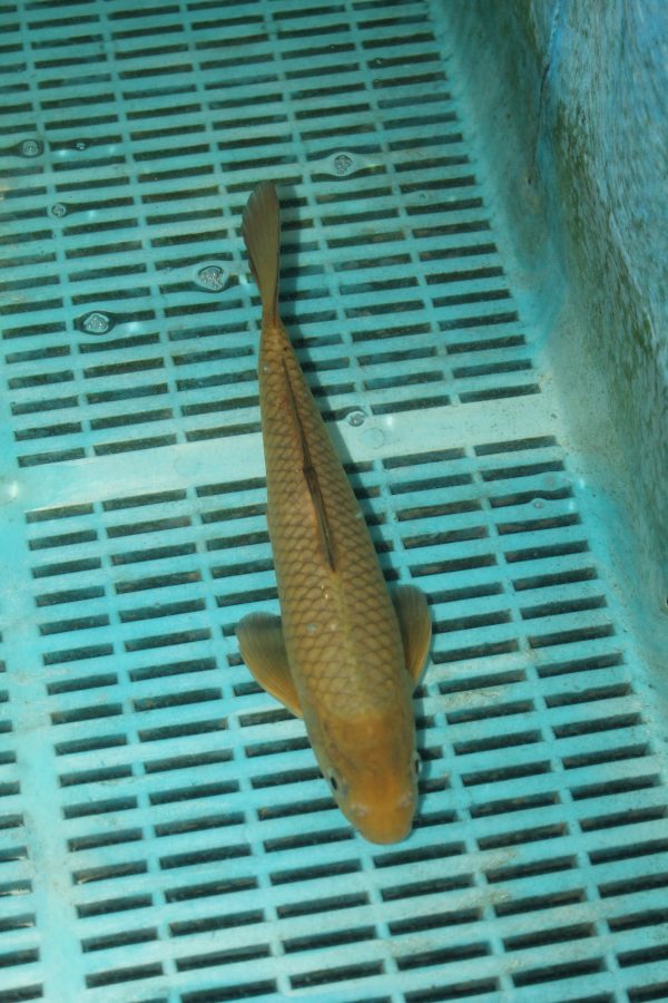 Chagoi