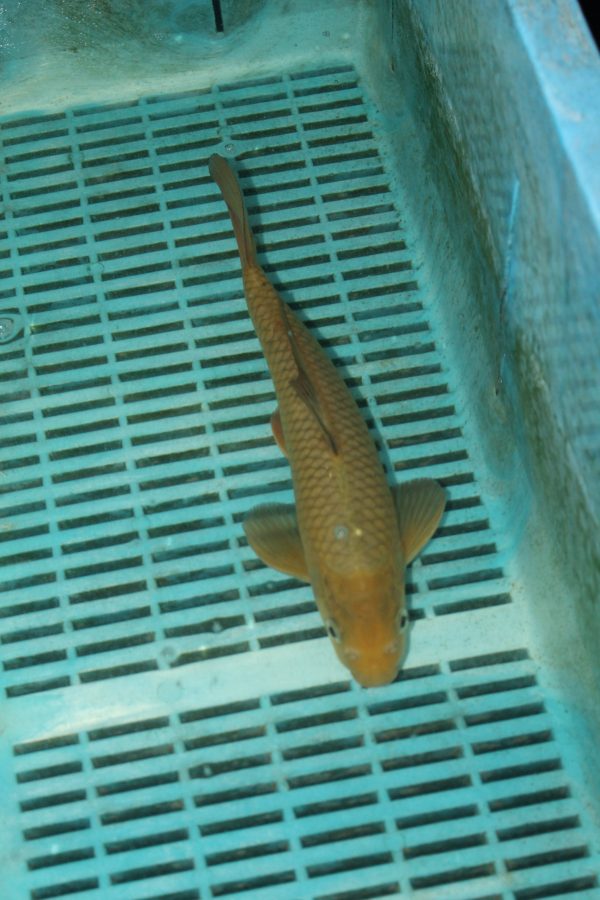 Chagoi