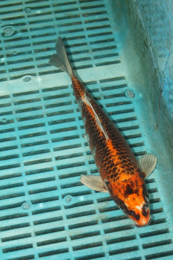 Kujaku