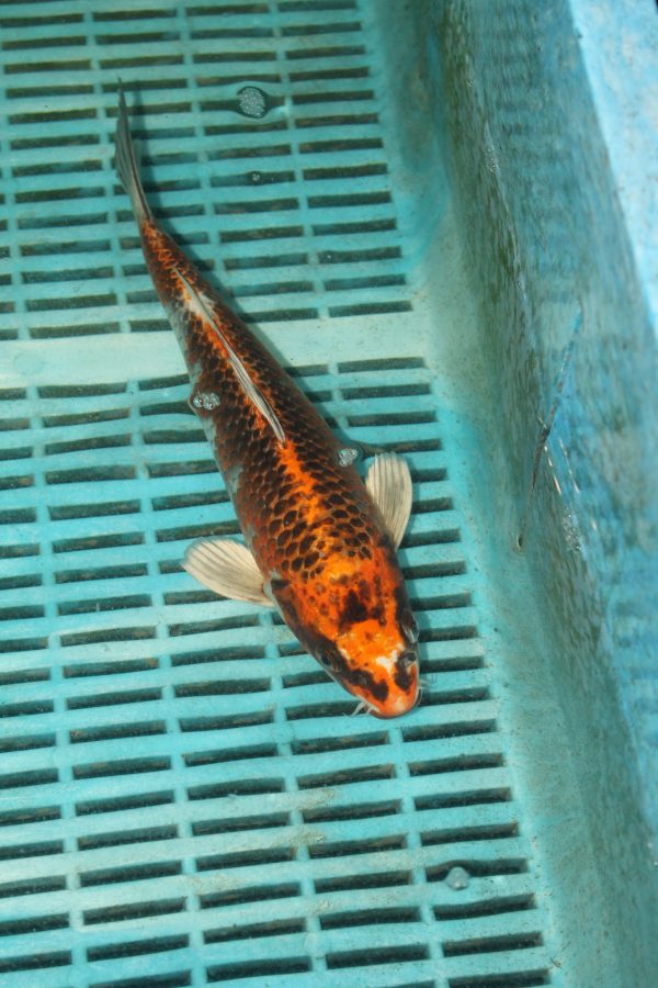 Kujaku