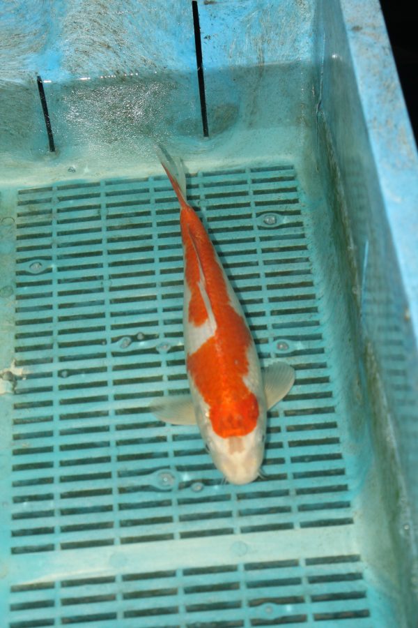 Sakura Ogon