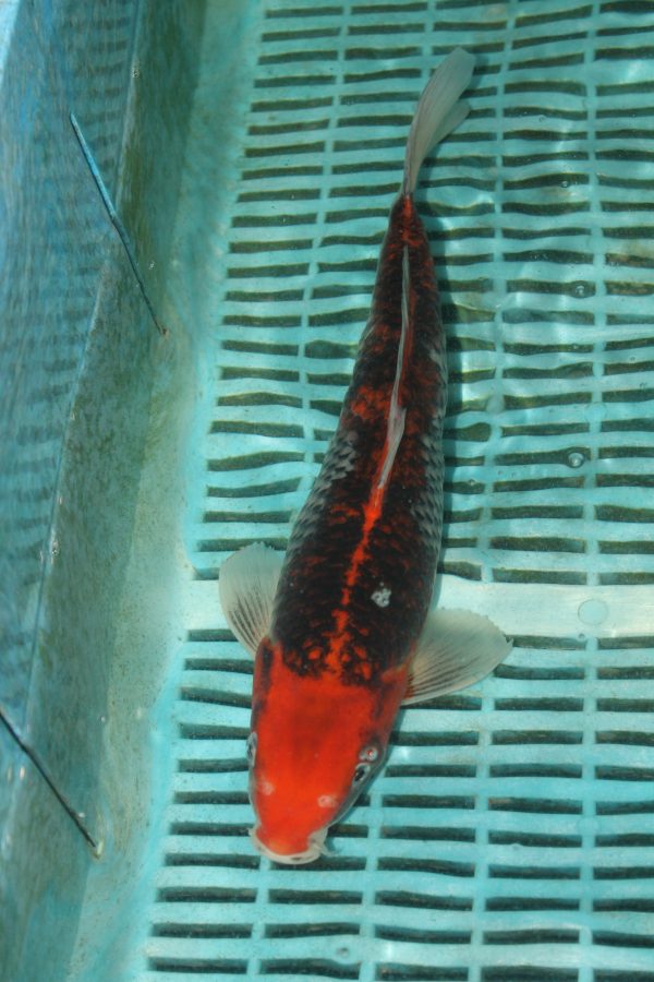 Goshiki