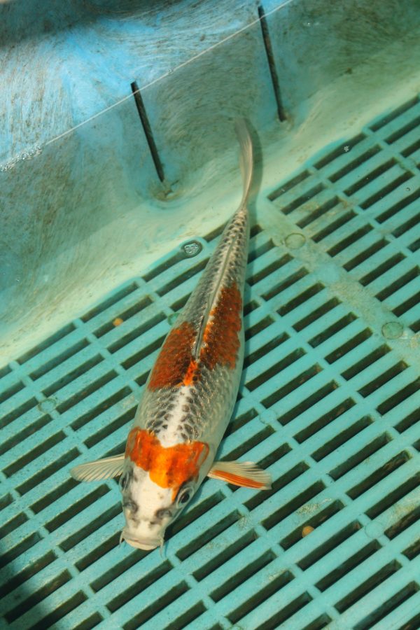 Kujaku