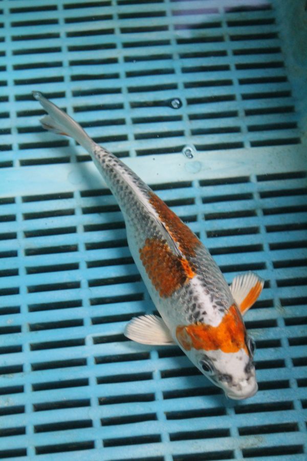 Kujaku