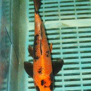 Kin Ki Utsuri