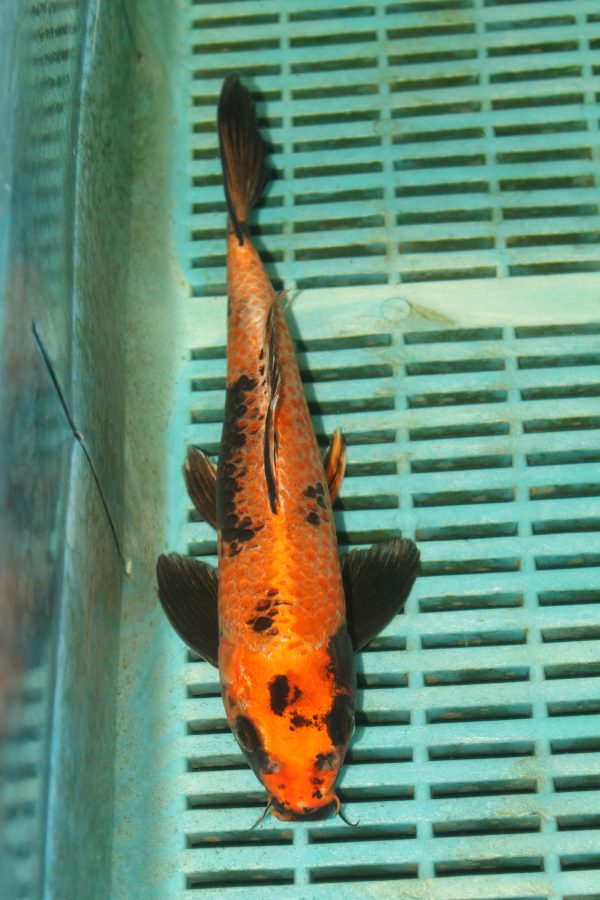Kin Ki Utsuri