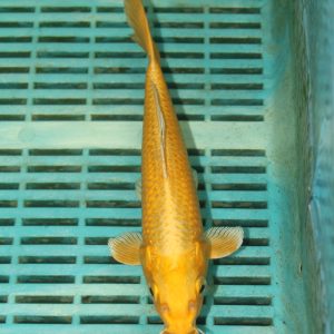 Yamabuki Ogon