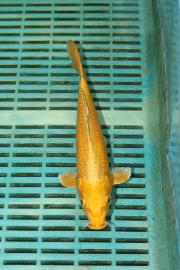 Yamabuki Ogon