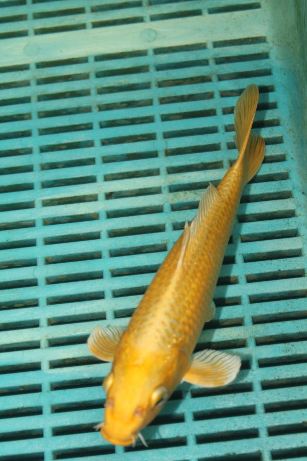 Yamabuki Ogon