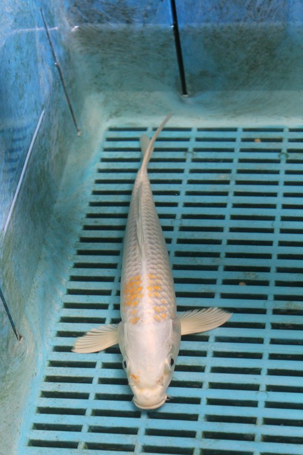 Hariwake