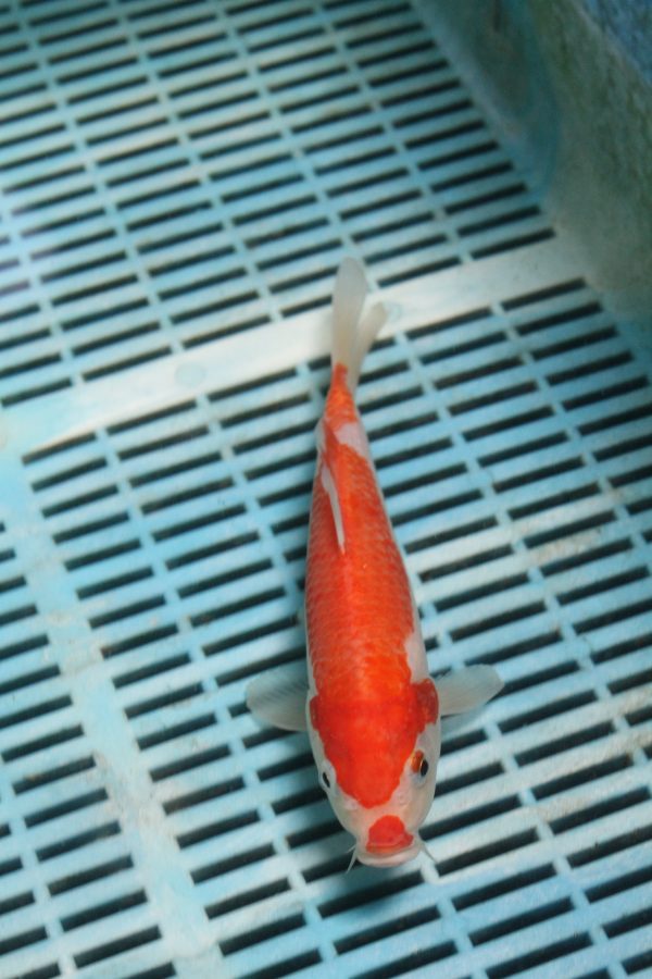 Kohaku