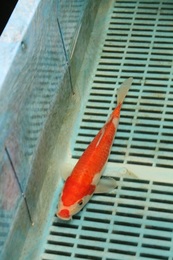 Kohaku